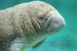 BABY Manatee sea cow
