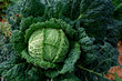 Cabbage