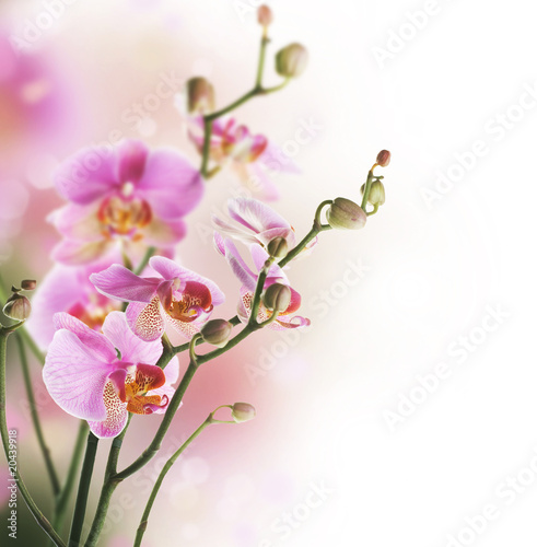  Beautiful Orchid border.Isolated on white.Selective focus