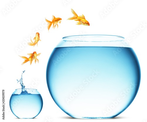 Photo: goldfish jumping out of the water goldfish jumping out of the water