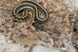 Thamnophis cyrtopsis Thamnophis cyrtopsis