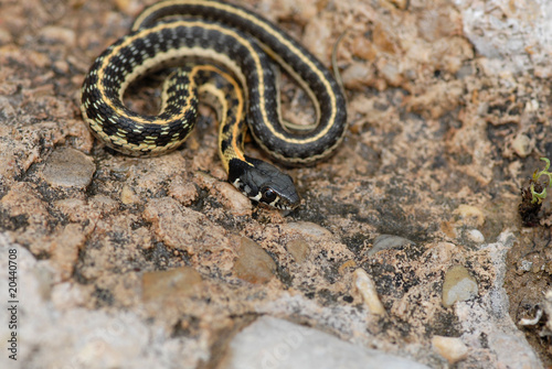 Thamnophis cyrtopsis