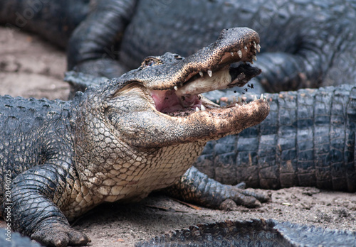 American Alligators Eating