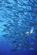 Photo: Schooling fish, Fiji Schooling fish, Fiji