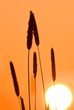 ears of wheat by a sunset ears of wheat by a sunset