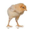 Little yellow chicken Little yellow chicken