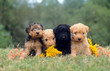 Adorable groupe de chiots Lakeland terrier assis en extérieur Adorable groupe de chiots Lakeland terrier assis en extérieur