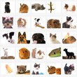animaux de toutes races animaux de toutes races