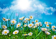 canvas print picture Gänseblümchen 1