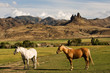Two horses on the ranch in rural Wyoming Two horses on the ranch in rural Wyoming