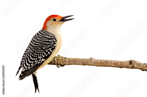 Photo: profile of red-bellied woodpecker with beak open profile of red-bellied woodpecker with beak open