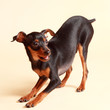 cute pinscher dog