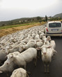 Photo: Sheep and Car on Rural Road Sheep and Car on Rural Road