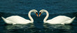Swans in love Swans in love