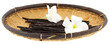 vanille Bourbon fond blanc