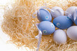 Several colored eggs