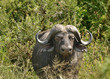 Buffle du parc Kruger, Afrique du Sud Buffle du parc Kruger, Afrique du Sud