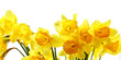 Yellow daffodils