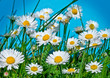 canvas print picture Gänseblümchen 4