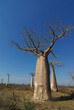 Baobabs Baobabs