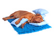 Photo en ligne au meilleur prix Dog's Place