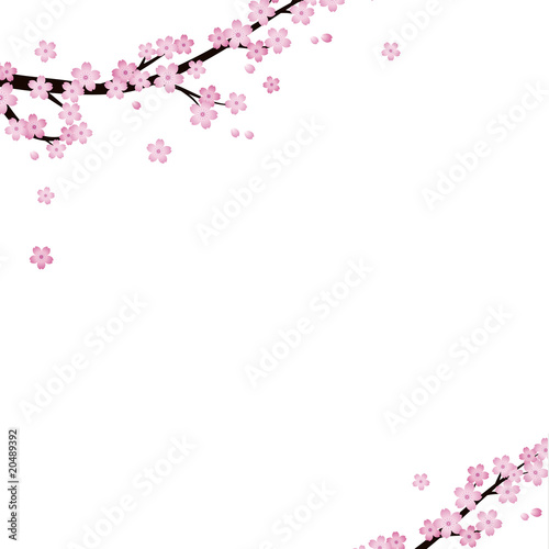 Illustration: cherry blossoms cherry blossoms