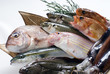 魚、食材