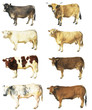 Images : vaches