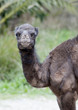 Closeup of Baby Camel Closeup of Baby Camel