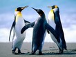 pinguin pinguin