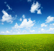 field of spring flowers and perfect sky