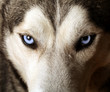 Close view of blue eyes of an Husky or Eskimo dog.