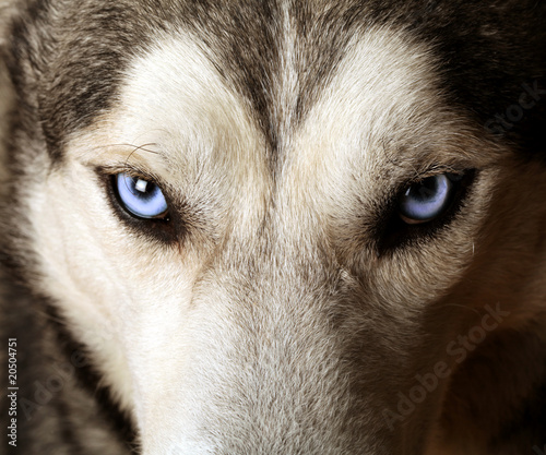 Close view of blue eyes of an Husky or Eskimo dog. Close view of blue eyes of an Husky or Eskimo dog.