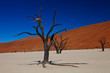 Dead Desert