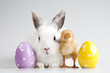 Easter bunny on chick white background