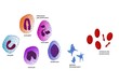 Illustration of blood cells