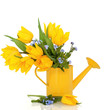 Spring Flower Beauty