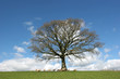 Oak Tree in Spring
