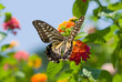 Photo: Colorful swallowtail butterfly flying and feeding on flowers Colorful swallowtail butterfly flying and feeding on flowers