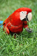 Parrot: scarlet macaw (ara macao)