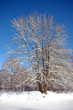 NEIGE