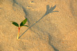 Photo: Little Plant and its Shadow in the Desert Little Plant and its Shadow in the Desert
