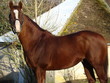 Un etalon (Layman)