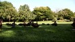 enten6711