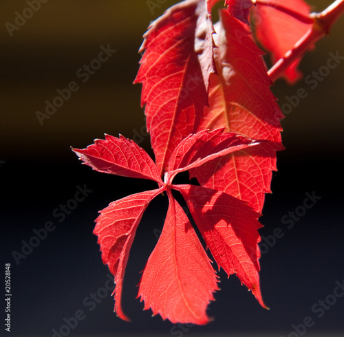 Feuille d'automne