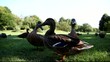 enten6720