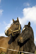 Two horses in the pasture.