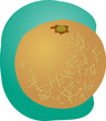 Melon fruit illustration