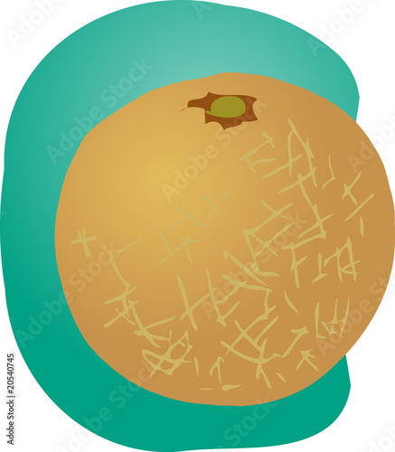 Illustration: Melon fruit illustration Melon fruit illustration