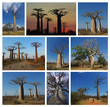 Baobabs de Madagascar Baobabs de Madagascar